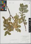 Foto von Salix hastata L.
